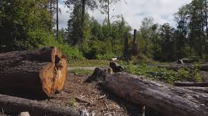 How Our Tree Care Process Works  in  Walkersville, MD