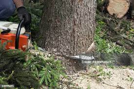 Best Arborist Consultation Services  in Walkersville, MD